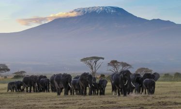 Amboseli Kenya 1